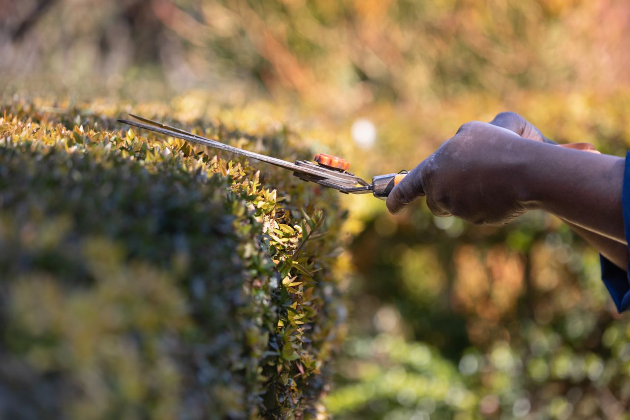 Services Close-up of hands trimming a hedge with shears in a garden, showcasing gardening skills outdoors.