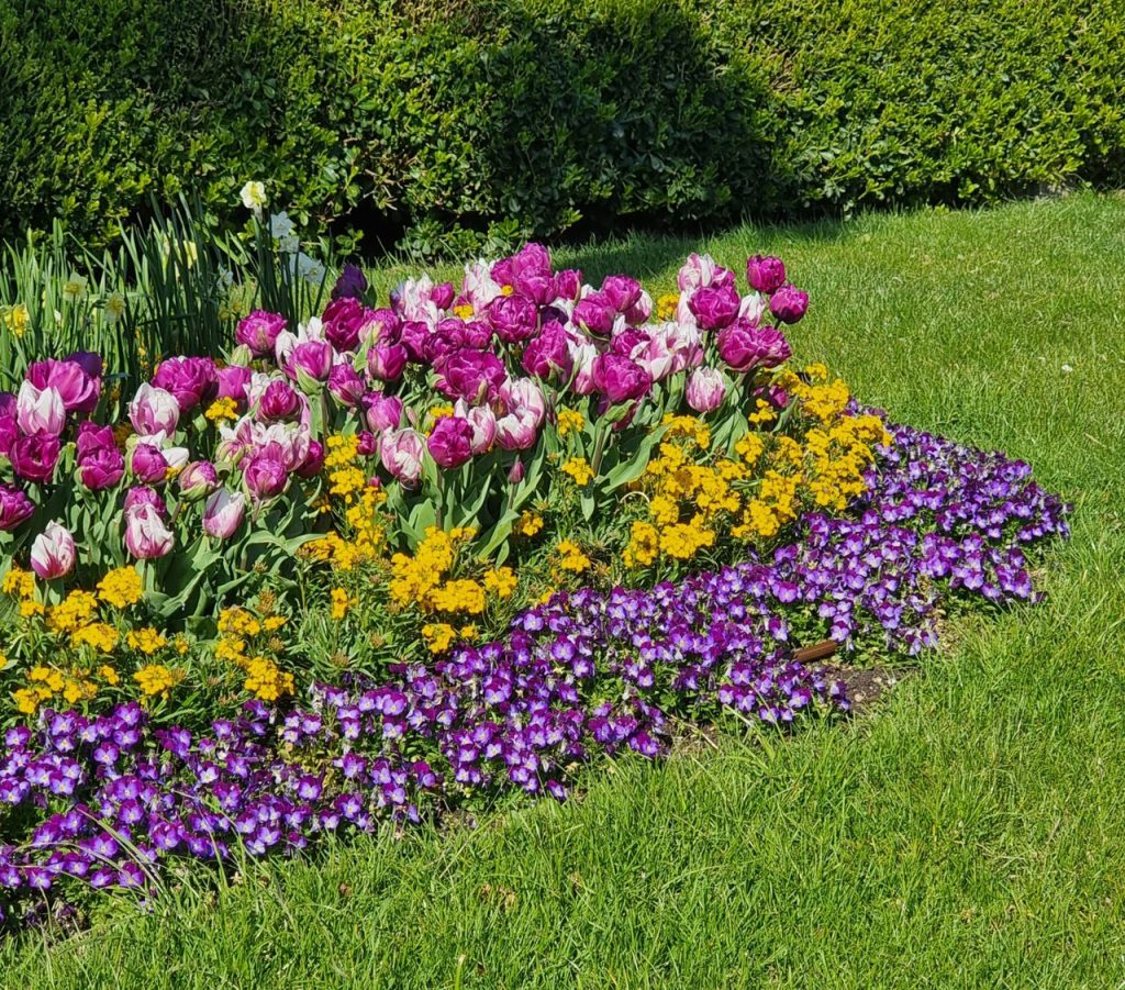 A vibrant flowerbed showcasing multicolored tulips, violets, and lush greenery in spring.