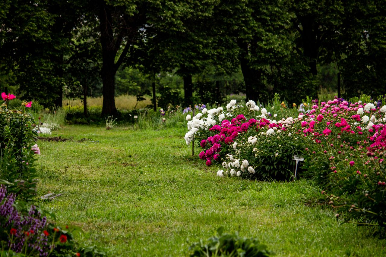 Lush flower garden showcasing beautiful pink and white blossoms amidst green foliage.